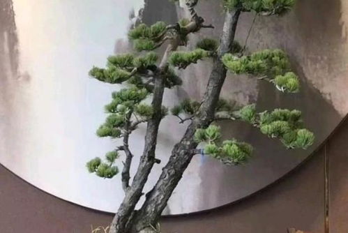 室内松树养护：如何保持其翠绿