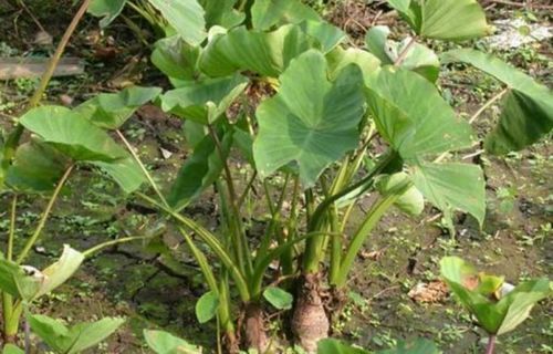 北方地区种植芋头最佳时间是什么时候
