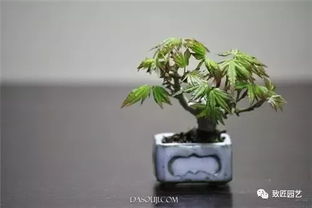 一、 选盆与用土：奠定生长基础