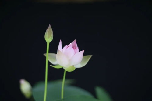 碗莲茎长问题解析：如何有效解决碗莲立不起来的问题？