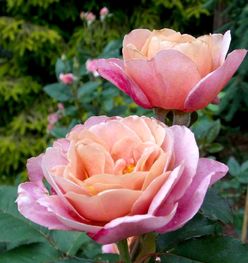 生命的顽强， 遥鼓的生命力