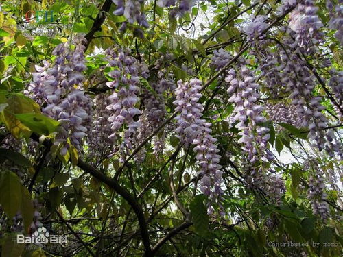 夏日里的绿意：爬藤植物的枯萎之谜