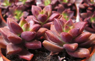 配土避坑秘籍：自制营养土的秘诀