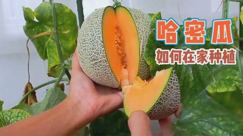 哈密瓜在什么季节种植最适宜？如何掌握其种植技术与管理要点