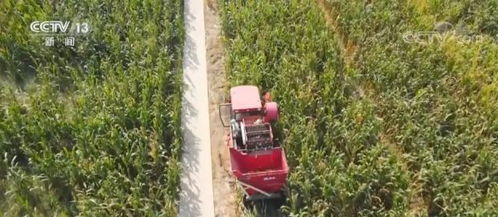 盐碱地：曾经的荒芜， 如今的重生