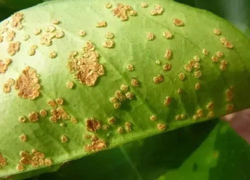 病害一：红点病