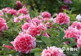 菏泽牡丹花何时绽放？3月赏花攻略