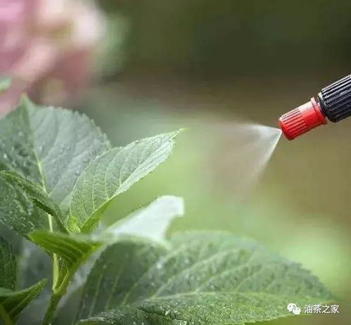 桂花扦插的注意事项