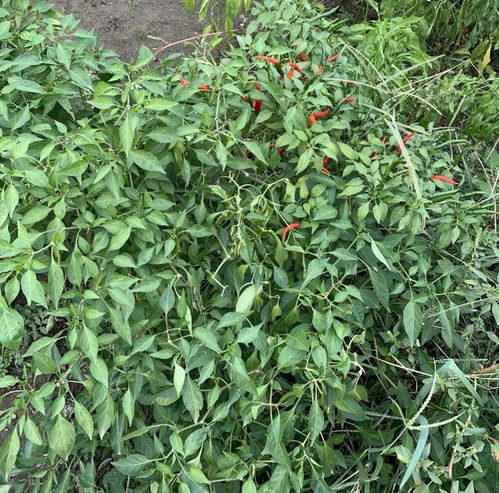 精准控制播种时间， 药材合格率高出27%