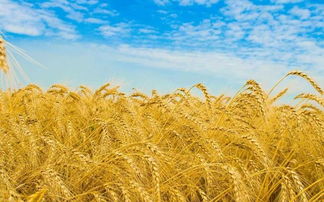 中央财政10亿元扶持，花卉产业迎来秸秆综合利用新机遇！