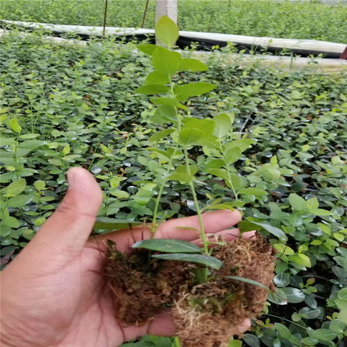 广西的地理优势