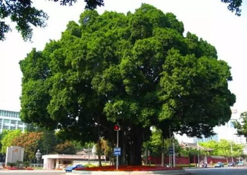 榕树花价格大揭秘：差3倍的秘密