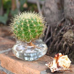 金琥养护小贴士：烂根？黄叶？不怕不怕！