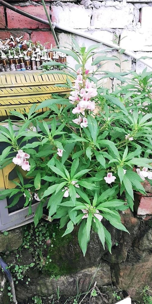 熟芝麻：花卉肥料新选择，天然养花好帮手！