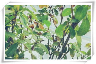 杜鹃树桩生根，三步走，轻松搞定！