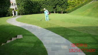 背阴处种植草皮选对草种彳艮重要