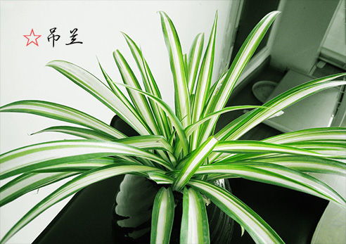 辐射吸收植物的特点