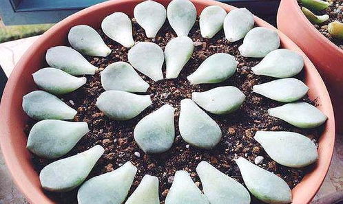 肉锥根系原理， 了解一下