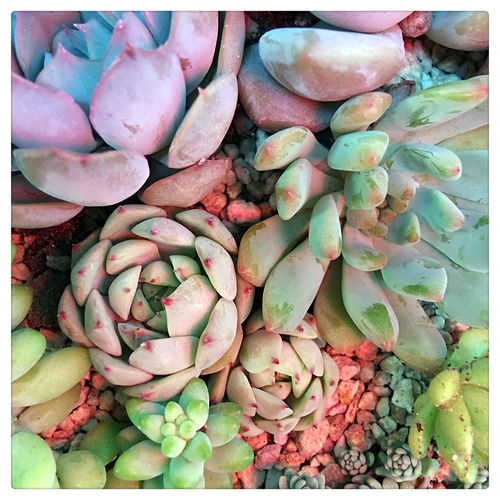 桔梗花怎么养才能保持鲜艳？
