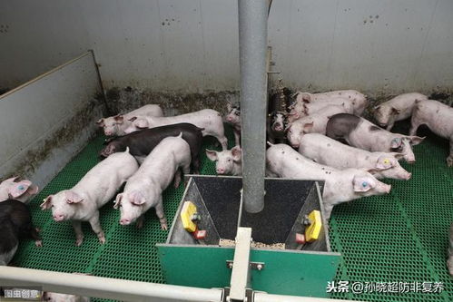 母猪从配种到断奶如何进行精细化管理？