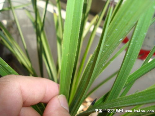 蕙兰叶子出现黑斑，代森锰锌能去除吗？