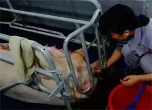 母猪腹腔输液技术图片中，如何正确操作以确保母猪安全与舒适？