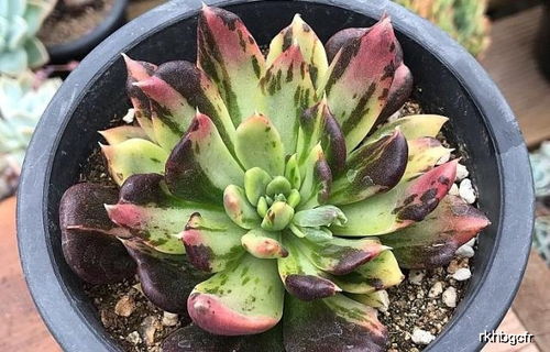 “探秘珍稀多肉植物的价值与魅力，哪种珍贵多肉植物品种介绍最全面