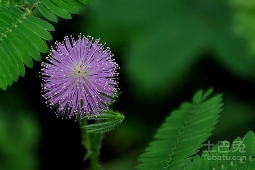 含羞草，一种会害羞的植物