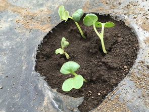 雨水冲刷：桑叶农药残留的清洗之谜