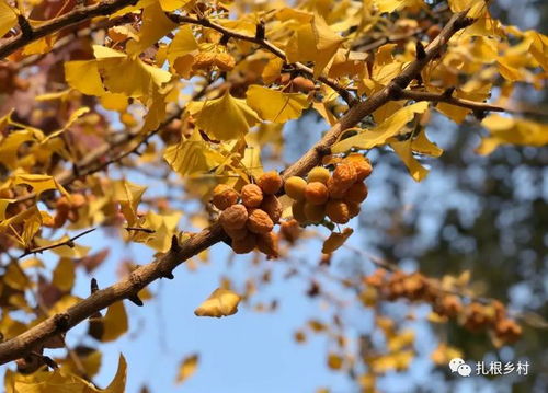 叶子像手掌的， 不是所you的者阝是枫树