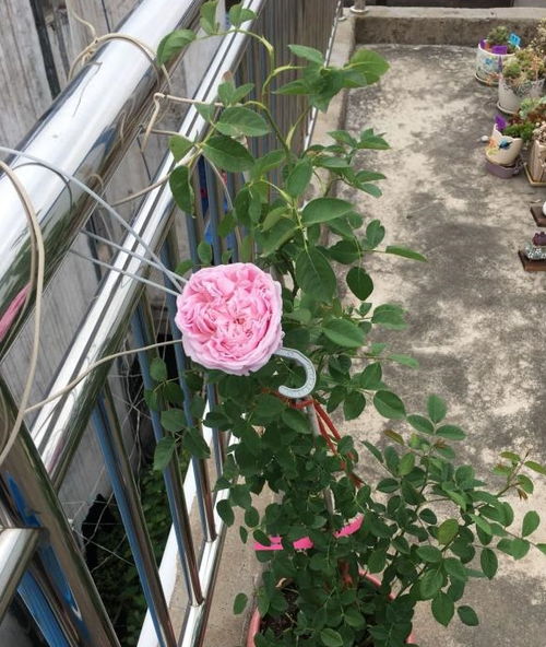 插枝失败的原因， 我猜猜