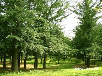 国槐，秋天的卫士