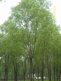 金丝垂柳的分布