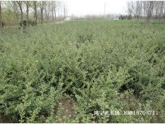 龟甲冬青小苗的价格大揭秘