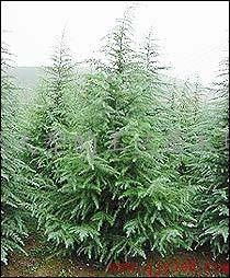 广玉兰与雪松价格大揭秘