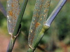 如何判断大麦是否感染了锈病？