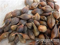 青翘的种植条件