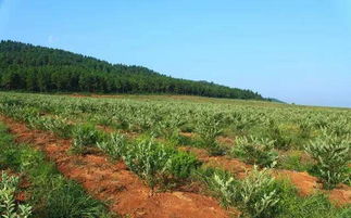 高原种植小窍门：耐寒固土草种大盘点
