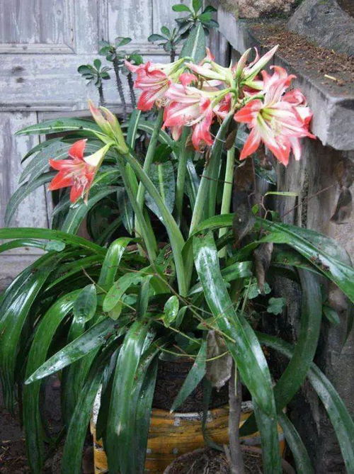 球根花卉的品种与习性