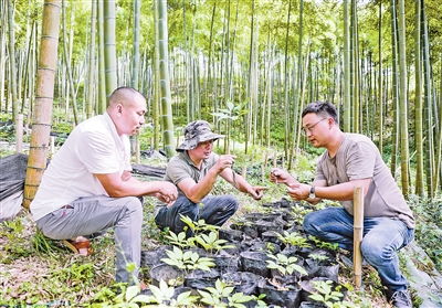 秋冬移栽，苗子总是死光光？试试这些高招！