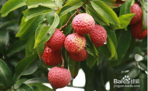 荔枝6月成熟上市？想吃新鲜荔枝看这里
