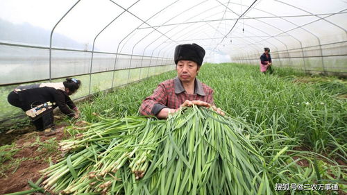 韭菜在什么季节种植最好？韭菜种植方法和最佳种植时间是什么