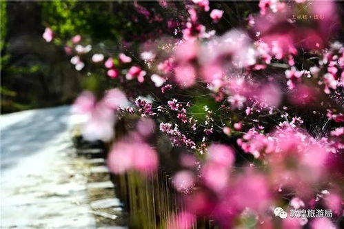 桃花盛开时你拍了几朵