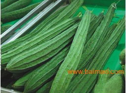 如何种出优质丝瓜