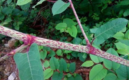 虎杖锈病和虎杖病害，哪个梗严重？