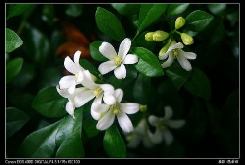 白花也有大学问