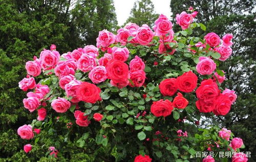 适合种植的地区