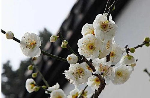 低温， 梅花的催化剂