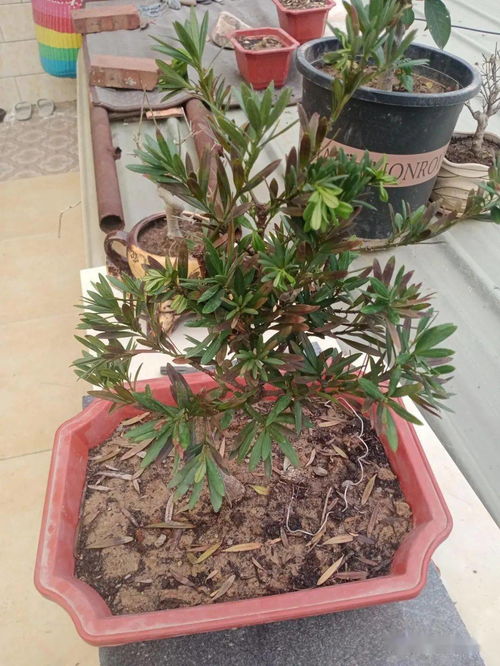 罗汉松在什么季节换盆最合适？有没有最佳时间推荐