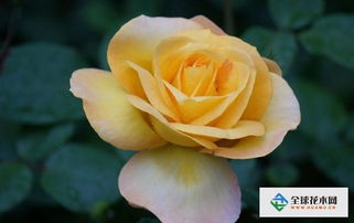 管理措施：日常的呵护